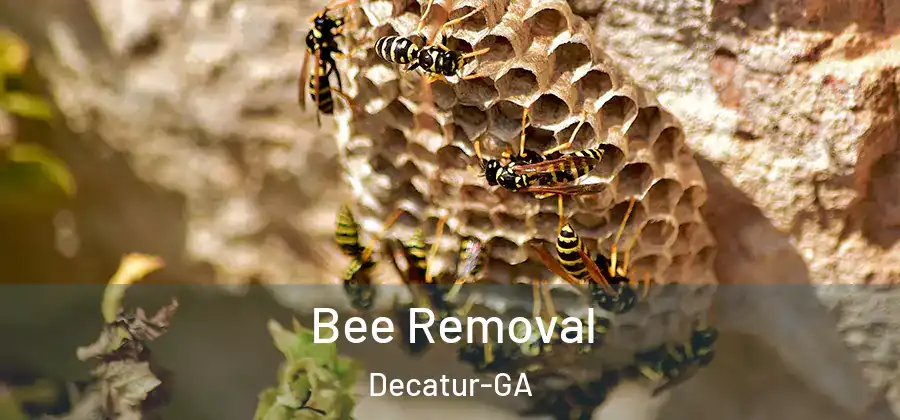  Bee Removal Decatur-GA