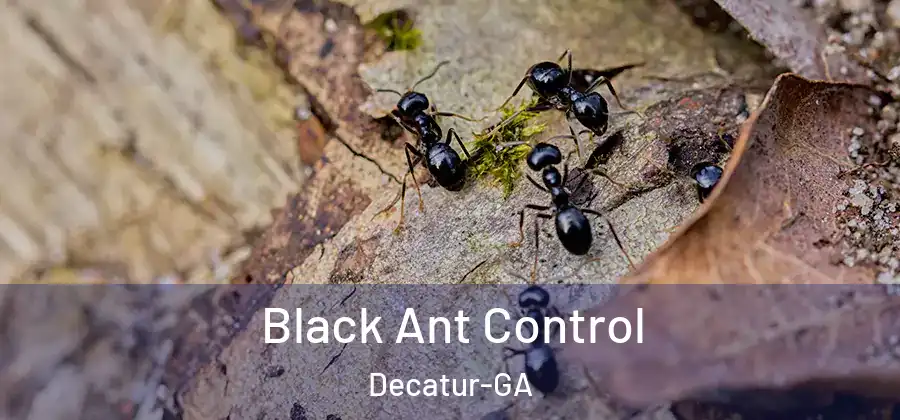 Black Ant Control Decatur-GA