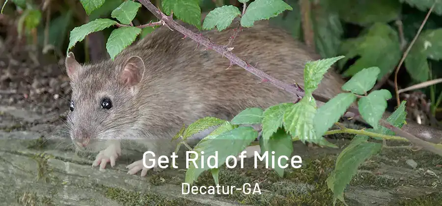 Get Rid of Mice Decatur-GA