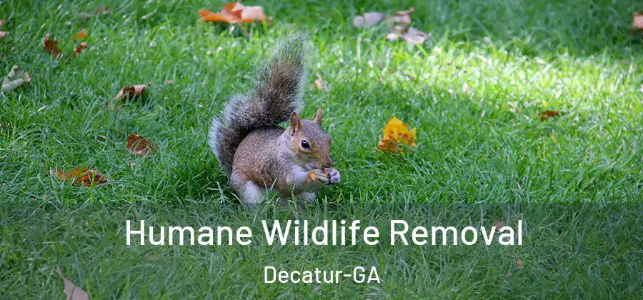 Humane Wildlife Removal Decatur-GA