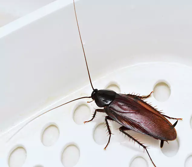 Trusted Cockroach Exterminator: Your Roach Control Services in Decatur, GA