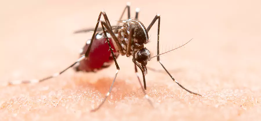 Indoor Mosquito Killer and Interior Control in Decatur