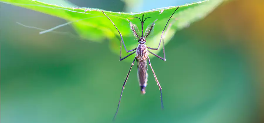 Home Defense Insect Killer in Decatur