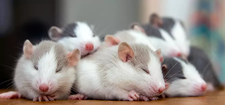 Decatur Pet Safe Mice Control