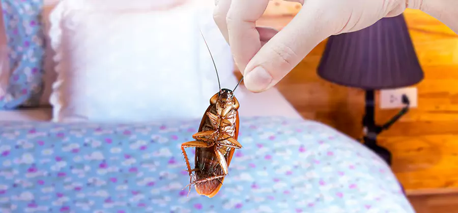 Bed Bug Inspection in Decatur