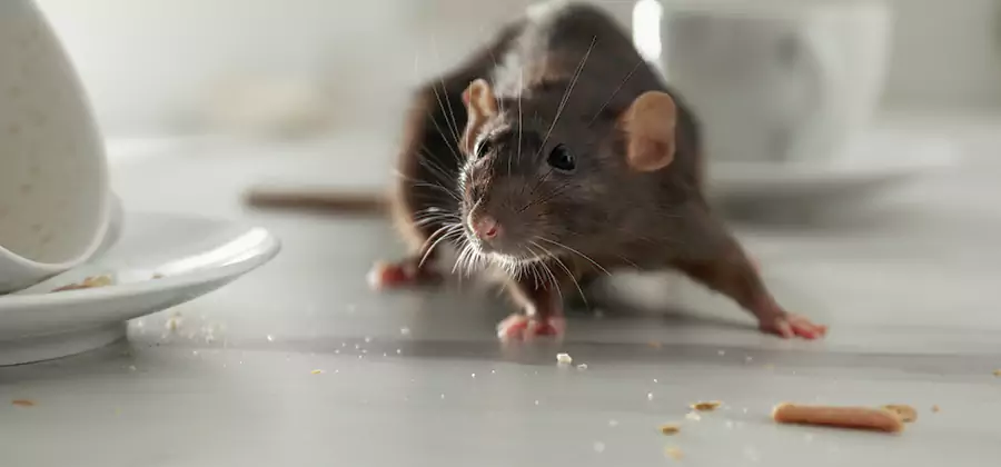 Attic Rat Exclusion Service in Decatur