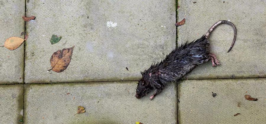 Rodent inspection service in Decatur