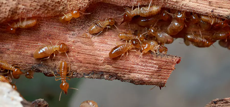 Wood Preservation Termite Treatment in Decatur