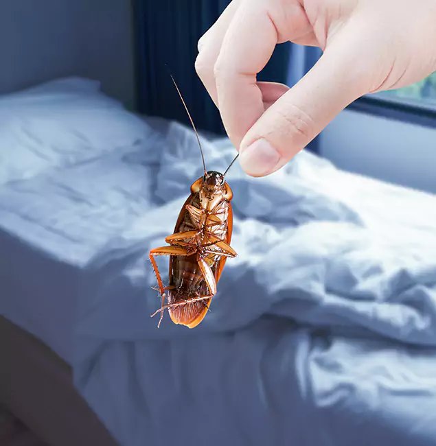 Why Choose Decatur Pest Control Pro for Bed Bug Extermination in Decatur, GA?