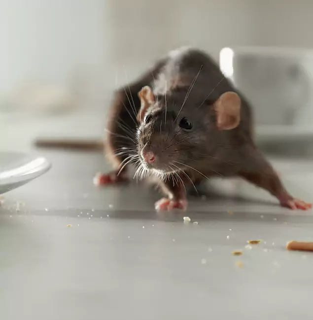 Why Decatur Homeowners Choose Decatur Pest Control Pro for Mice Control?