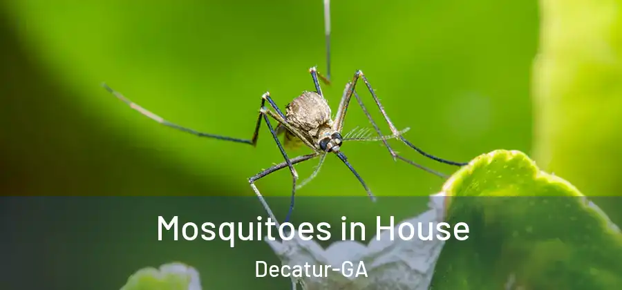  Mosquitoes in House Decatur-GA
