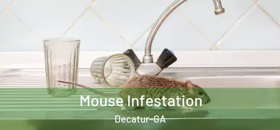 Mouse Infestation Decatur-GA