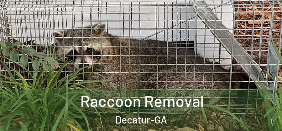 Raccoon Removal Decatur-GA