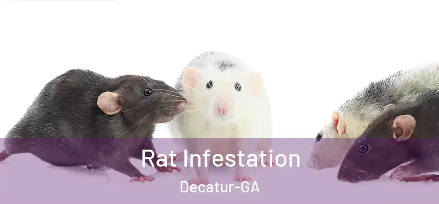  Rat Infestation Decatur-GA