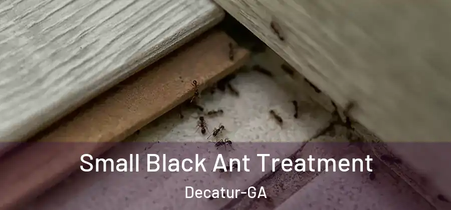 Small Black Ant Treatment Decatur-GA