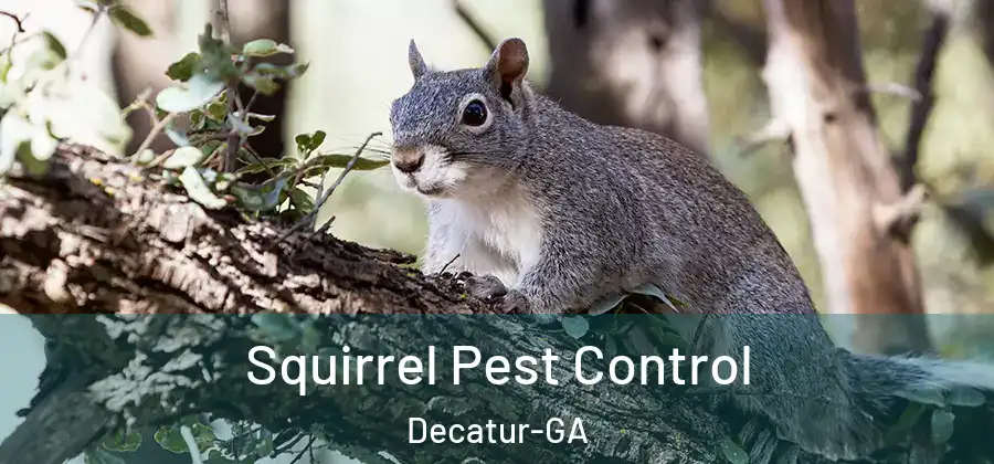 Squirrel Pest Control Decatur-GA