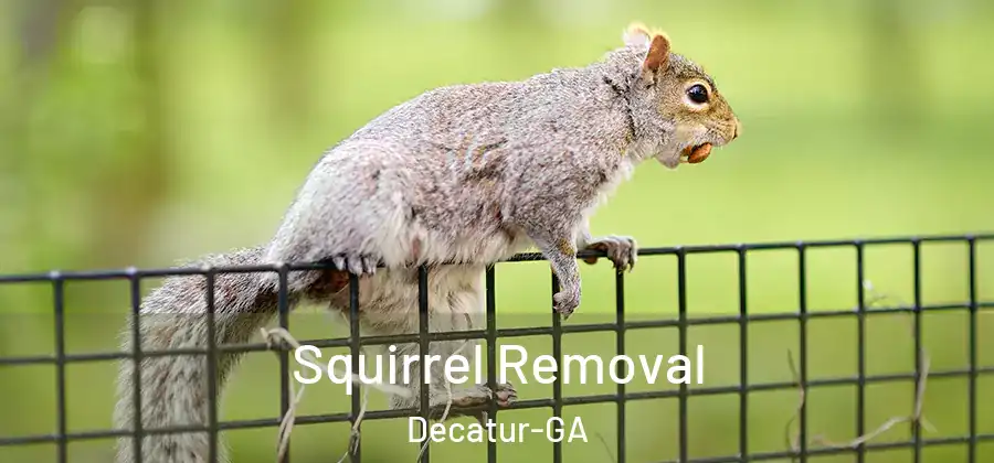 Squirrel Removal Decatur-GA