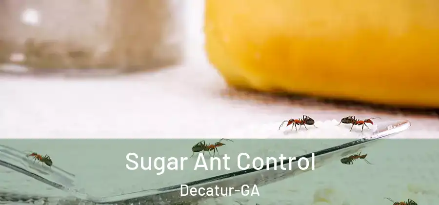Sugar Ant Control Decatur-GA